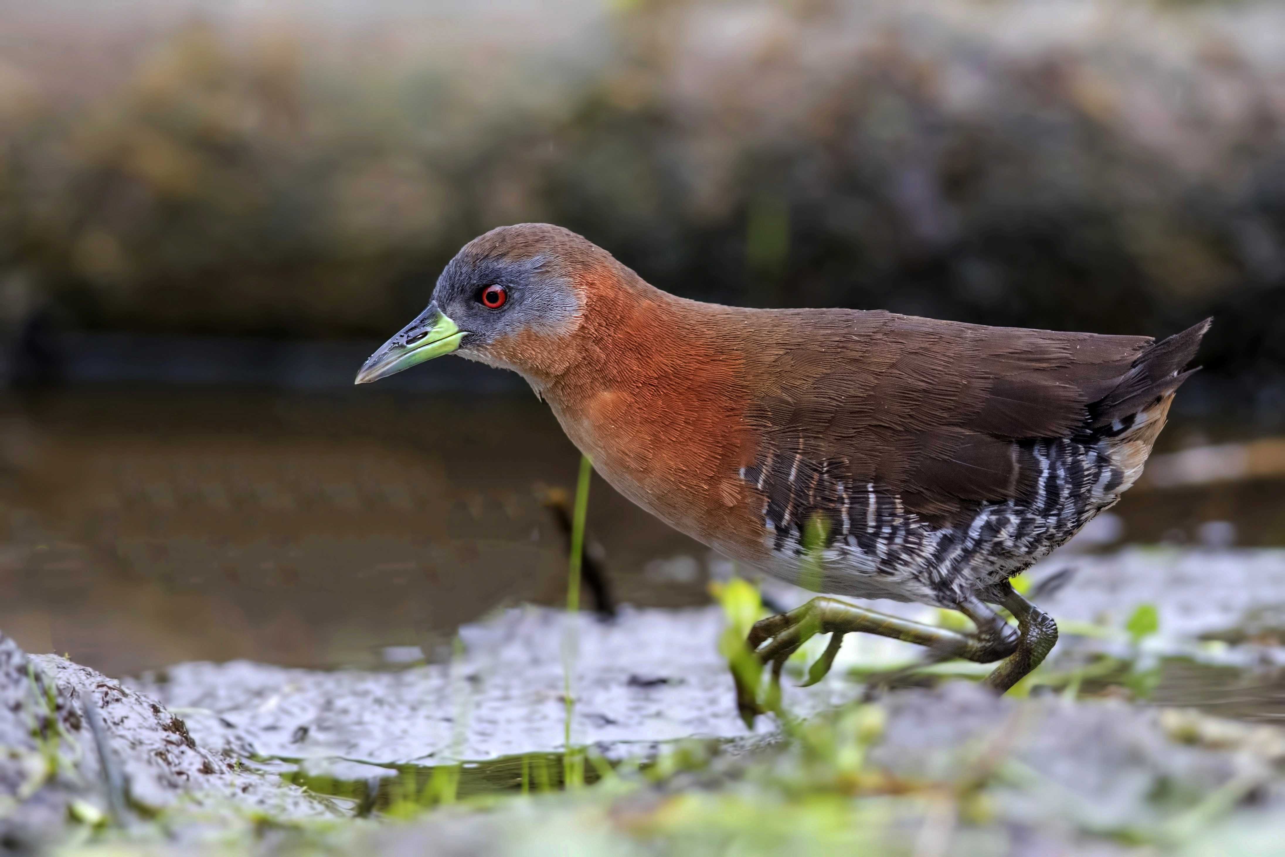 White-throated Crake